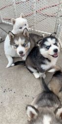 Adorable Husky Puppies