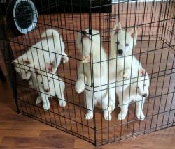 Pure Bred Husky Pups for sale