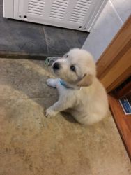 4 Selling puppies husky mix with golden retrievers