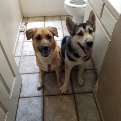 Husky/Golden Retriever Puppies