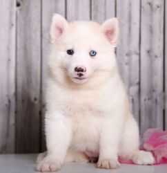 Browneyes Akc Male& female Alaskan Husky Puppies For Sale.