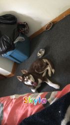 3 month old Brown and white Alaskan husky for sale (female)