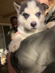 8 male Alaskan husky puppies for sale !