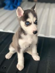 Beautiful Blue eyed Husky