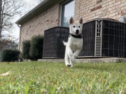 Husky puppies to good homes