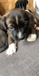 6 week old mixed puppy with blue eyes