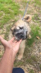 Trying to sell my puppy.