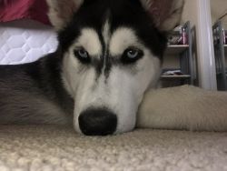 Husky puppy for sale 8 months