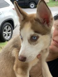 Husky Puppy - For sale