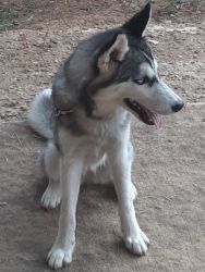 Female Husky no Papers MS