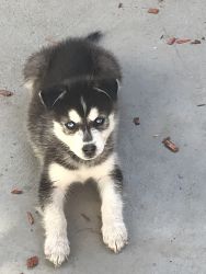 Alaskan Husky puppy for sale