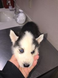 Aluskie puppy for rehoming