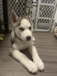 Husky Puppy for sale/rehoming