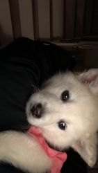 Alaskan husky puppy for sale