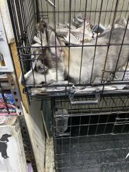 Husky puppy for free