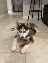 Alaskan puppy in need of a good home