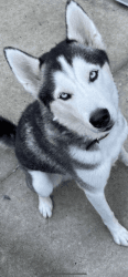 1 year old Huskey for sale