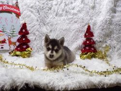 Mini puppies for sale