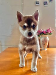 Alaskan Klee Kai male puppy