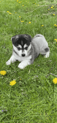 Alaskan Klee Kai puppies for sale in Saugerties NY