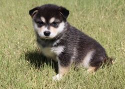 Alaskan Klee Kay Puppies For Sale