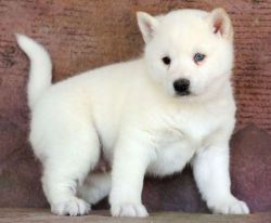 Cute Alaskan Klee Kai Puppies