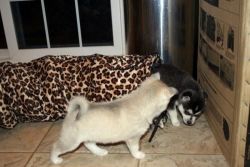Alaskan Klee Kai Puppies for sale