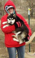 Joy Bringer Alaskan Klee Kai Puppies For Adoption
