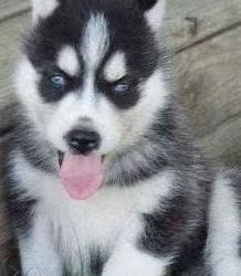 Alaskan Klee Kai Puppies For Sale