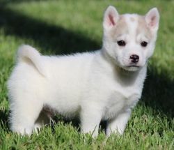 Charming Alaskan Klee Kai Puppies