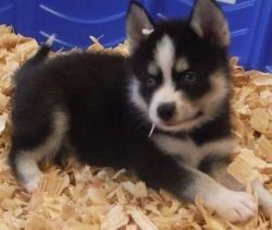 Stunning Alaskan Klee Kai Pups Available For Sale