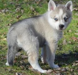 Alaskan Klee Kai puppies for sale (xxx) xxx xxx7
