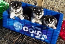 Well-socialized Alaskan Klee Kai Puppies