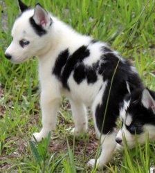 Alaskan Klee Kai Puppies for Sale