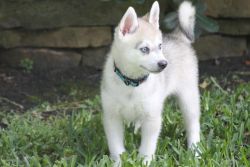Alaskan Klee Kai Puppies For Sale $500