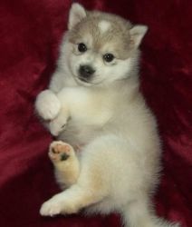 Alaskan Klee Kai Puppies For Sale