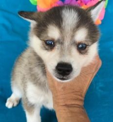 Alaskan Klee Kai Puppies $500