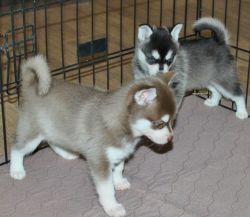 Very Handsome Alaskan Klee Kai Puppies