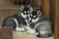 Handsome Alaskan Klee Kai Puppies Needs Rehoming