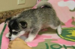 Gorgeous Pure bred Alaskan klee kai male and female available