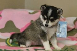 hopeful Alaskan klee kai puppies male and female