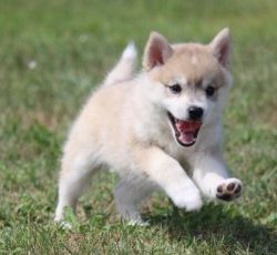 Beautiful Alaskan Klee Kai puppies available for loving home.