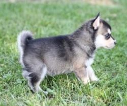 Alaskan Klee Kai puppies both male and female available