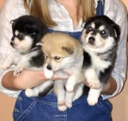 malakai--adorable alaskan klee kai puppies for sale