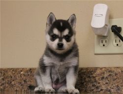 AKC Male and Female Alaskan Klee Kai Puppies for pet lovers