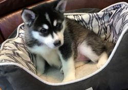 Adorable Alaskan Klee Kai Puppies For Sale