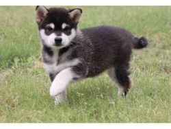 Affectionate male and female Alaskan Klee kai puppies