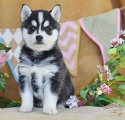 Alaskan Klee Kai Puppies For Adoption