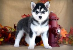 Very Petite Akc Male& female Alaskan Klee Kai Puppies For Sale.