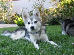 Alaskan Klee Kai puppies for new home